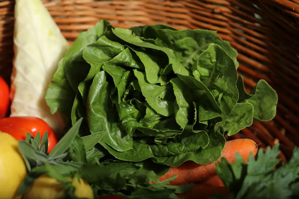 FoodCircle - Kopfsalat im Korb