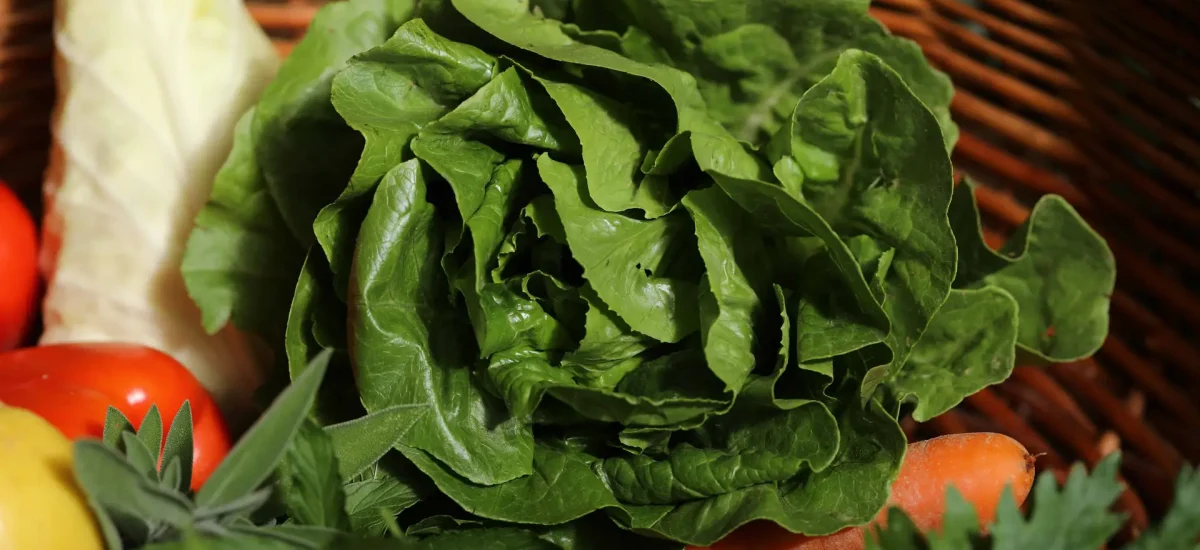 FoodCircle - Kopfsalat im Korb