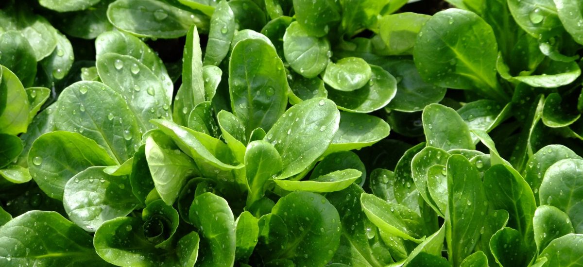 placeholder-feldsalat